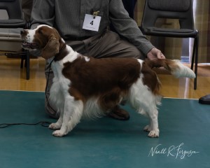 Limit Dog